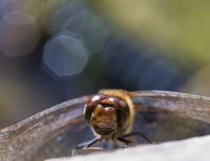 brown dragonfly micro photography thumbnail