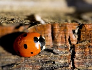 orange and black ladybug toy thumbnail