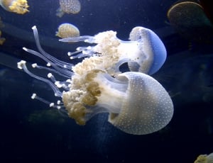 Jelly, Sealife, Jellyfish, jellyfish, underwater thumbnail