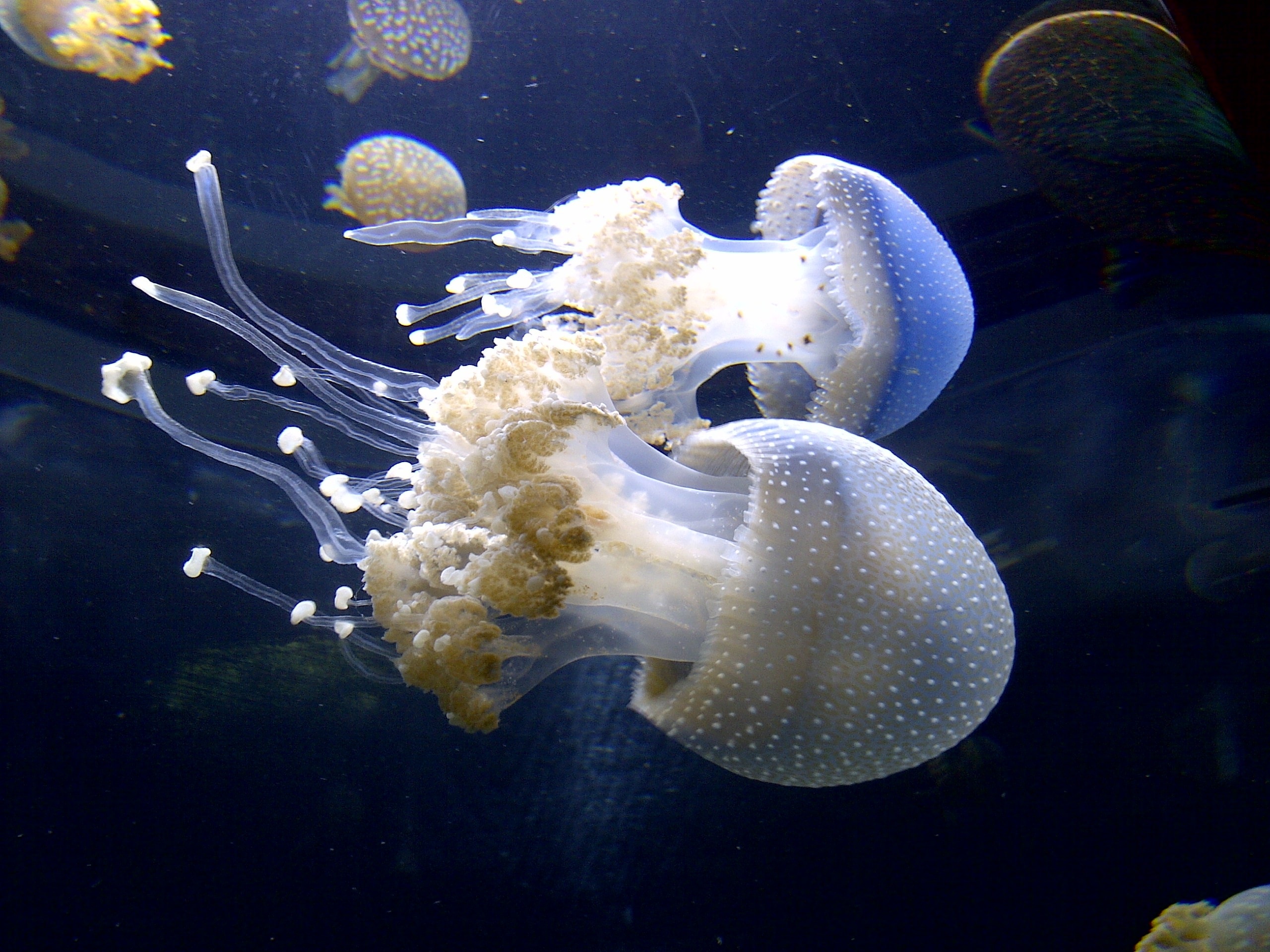 Jelly, Sealife, Jellyfish, jellyfish, underwater