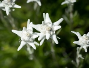 white clustered petal flower thumbnail