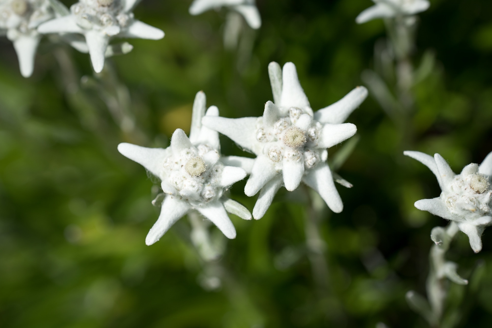 white clustered petal flower