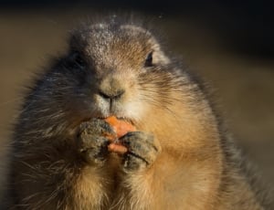 brown and grey beaver thumbnail