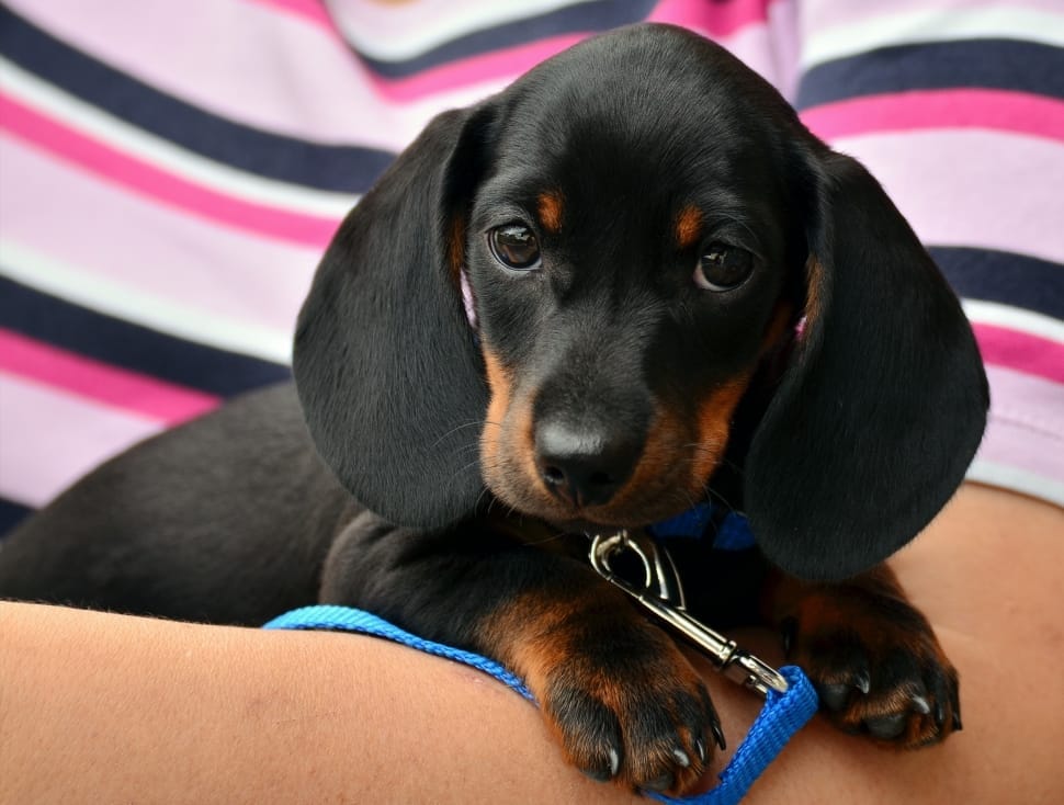 black and tan smooth dachshund puppy preview