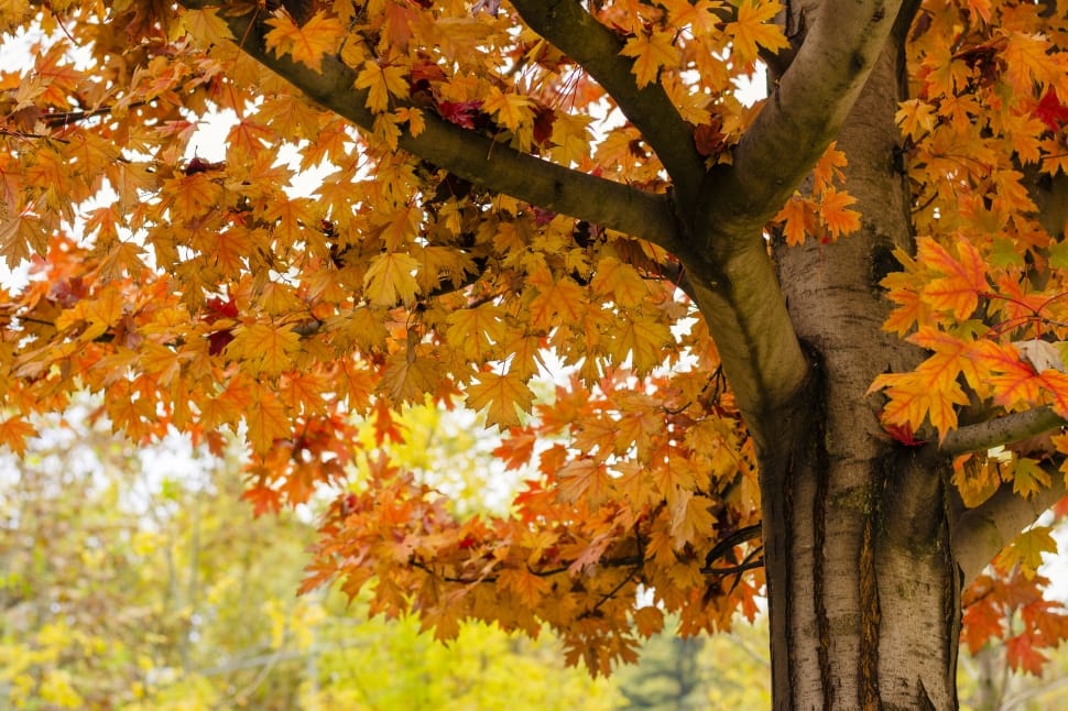 maple tree preview