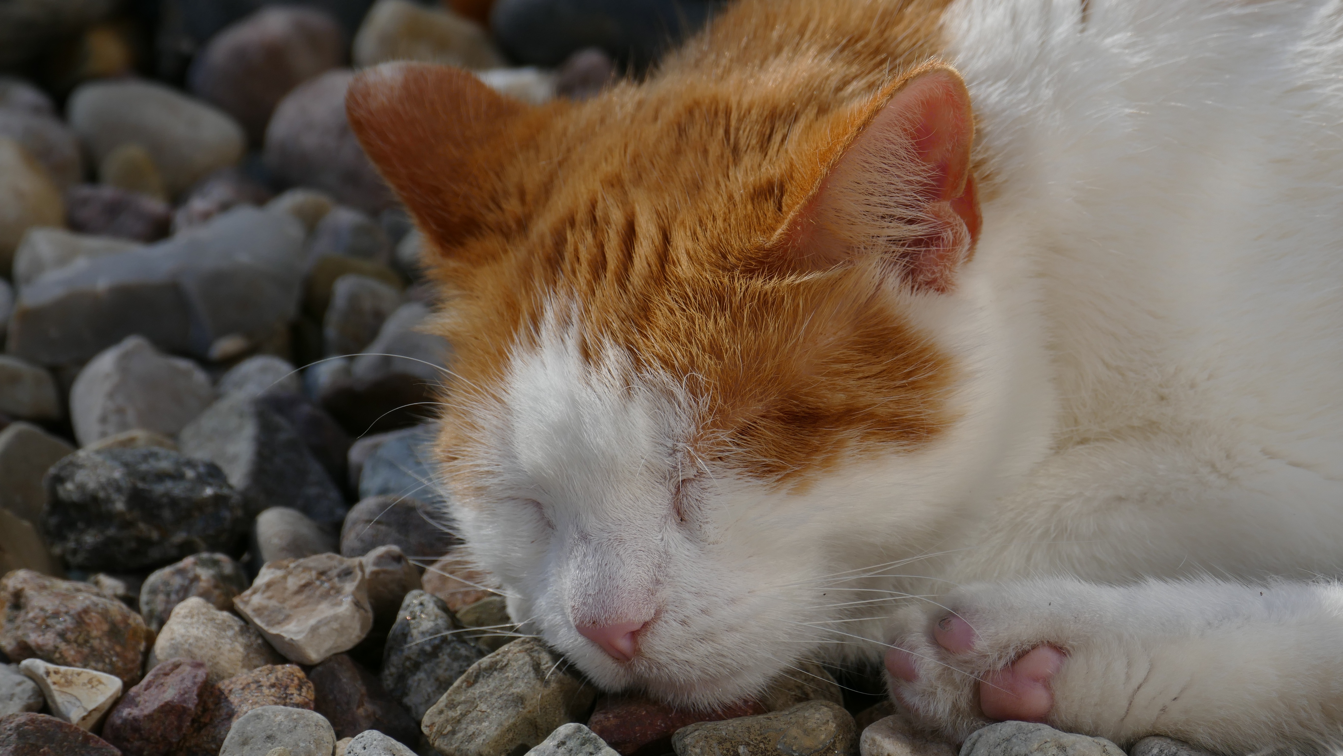 white orange tabby mix cat