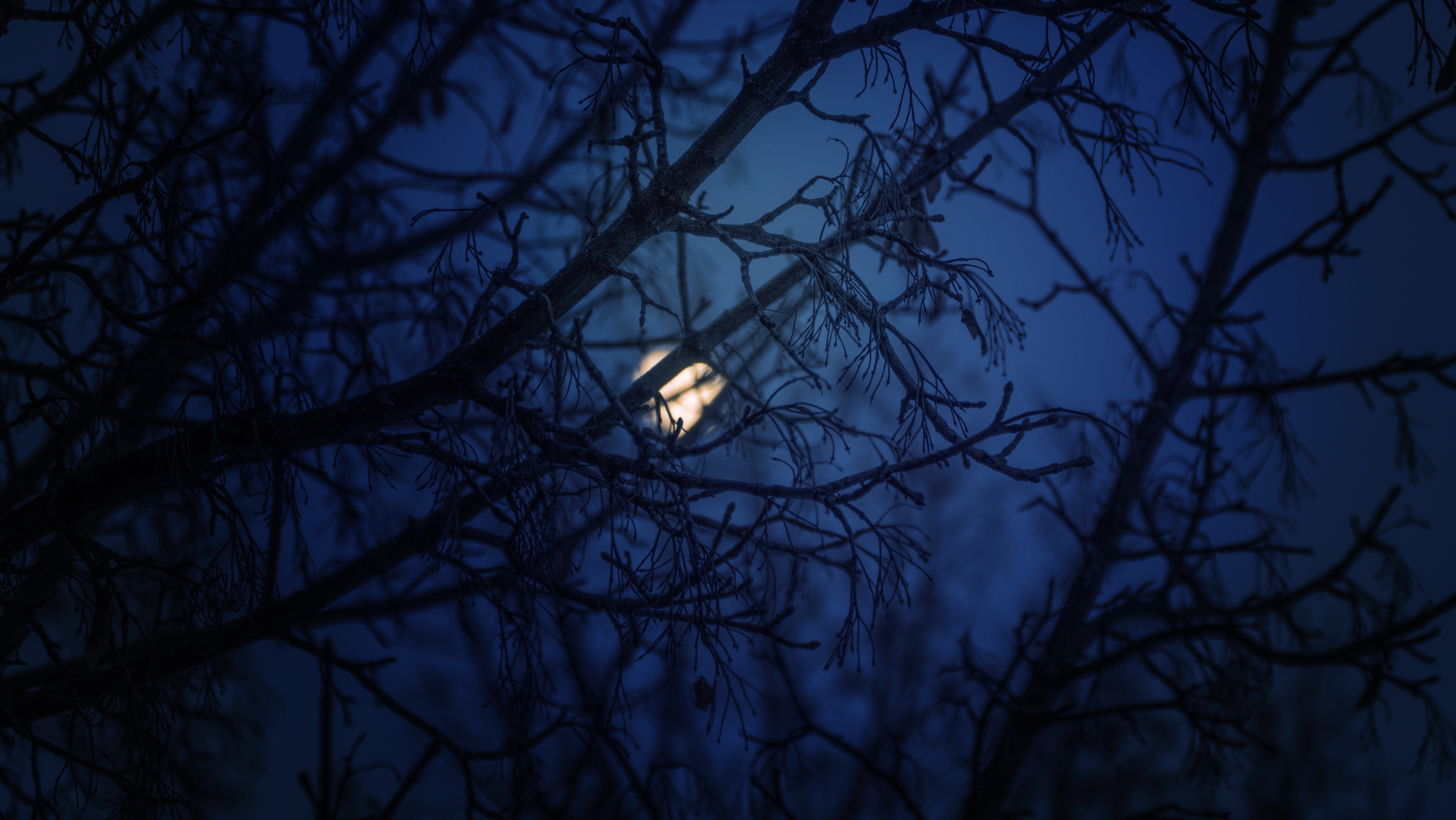 Ночью деревья спят. Ветка дерева ночью. Зима ночь Луна. Ветви деревьев ночью. Деревья зимой ночью.
