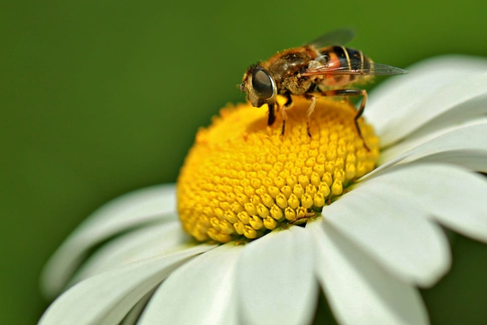 Insect, Hoverfly, Schwebbiene, Bee, flower, insect preview
