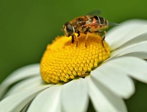 Insect, Hoverfly, Schwebbiene, Bee, flower, insect thumbnail