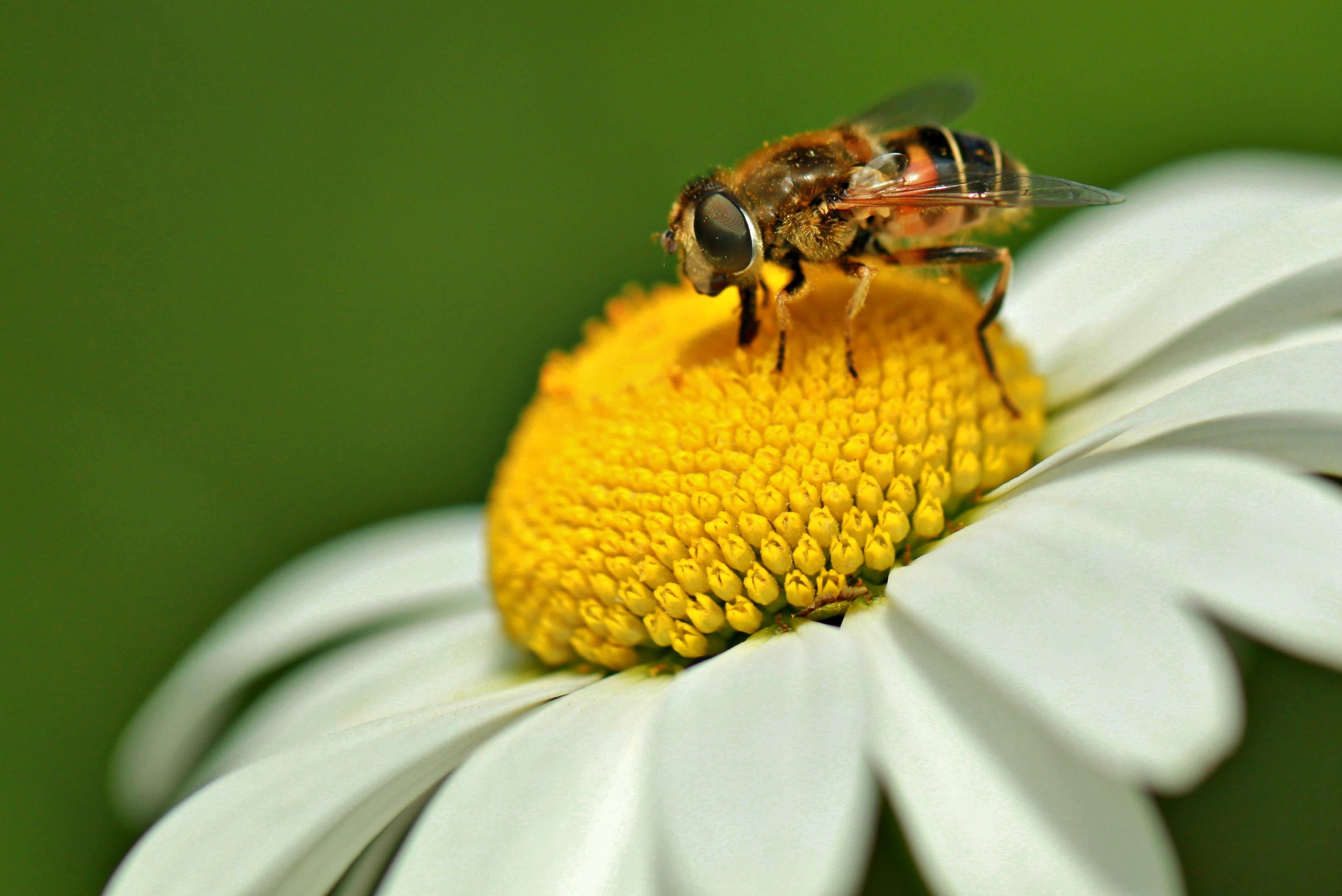 Insect, Hoverfly, Schwebbiene, Bee, flower, insect