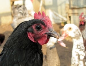 black and red chicken thumbnail