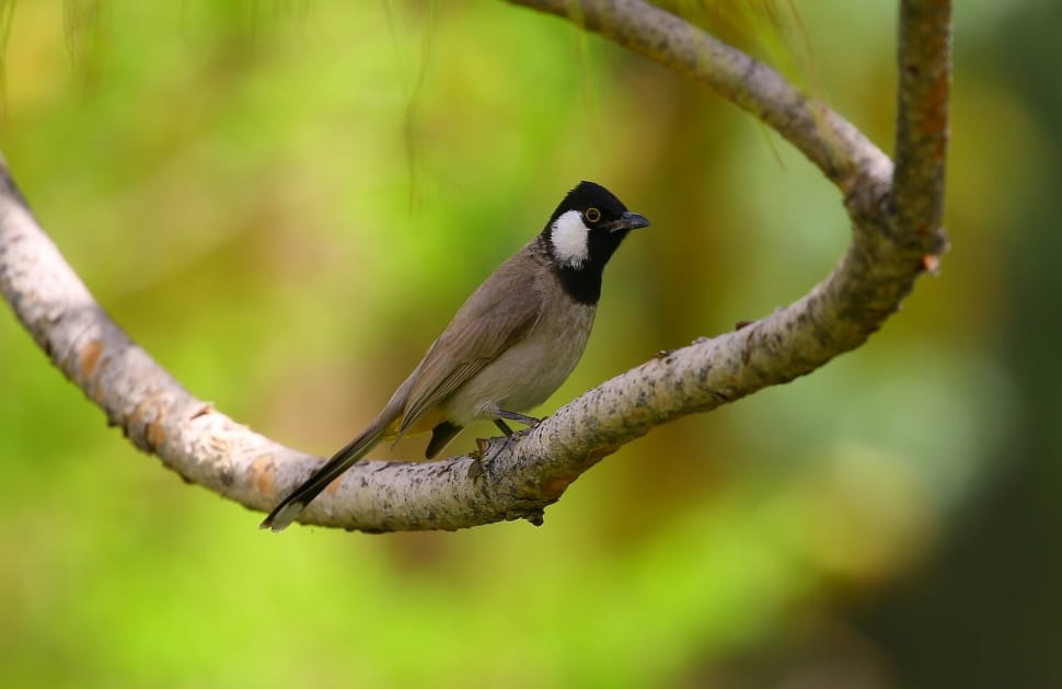 black and brown bird standing in tree branch preview