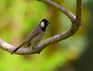 black and brown bird standing in tree branch thumbnail