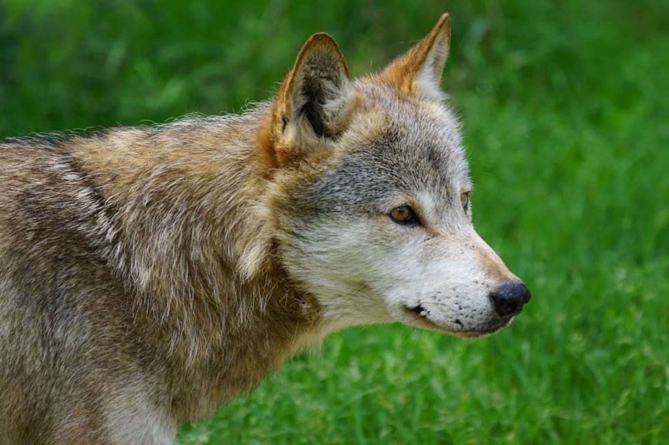 close up photo of gray wolf preview
