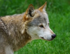 close up photo of gray wolf thumbnail