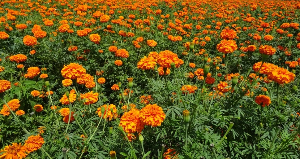 orange flower plantation preview