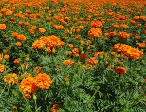 orange flower plantation thumbnail