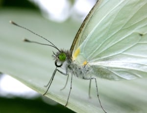 white moth thumbnail