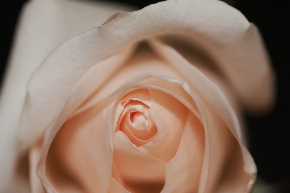 beige rose close up photo preview