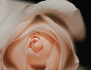 beige rose close up photo thumbnail