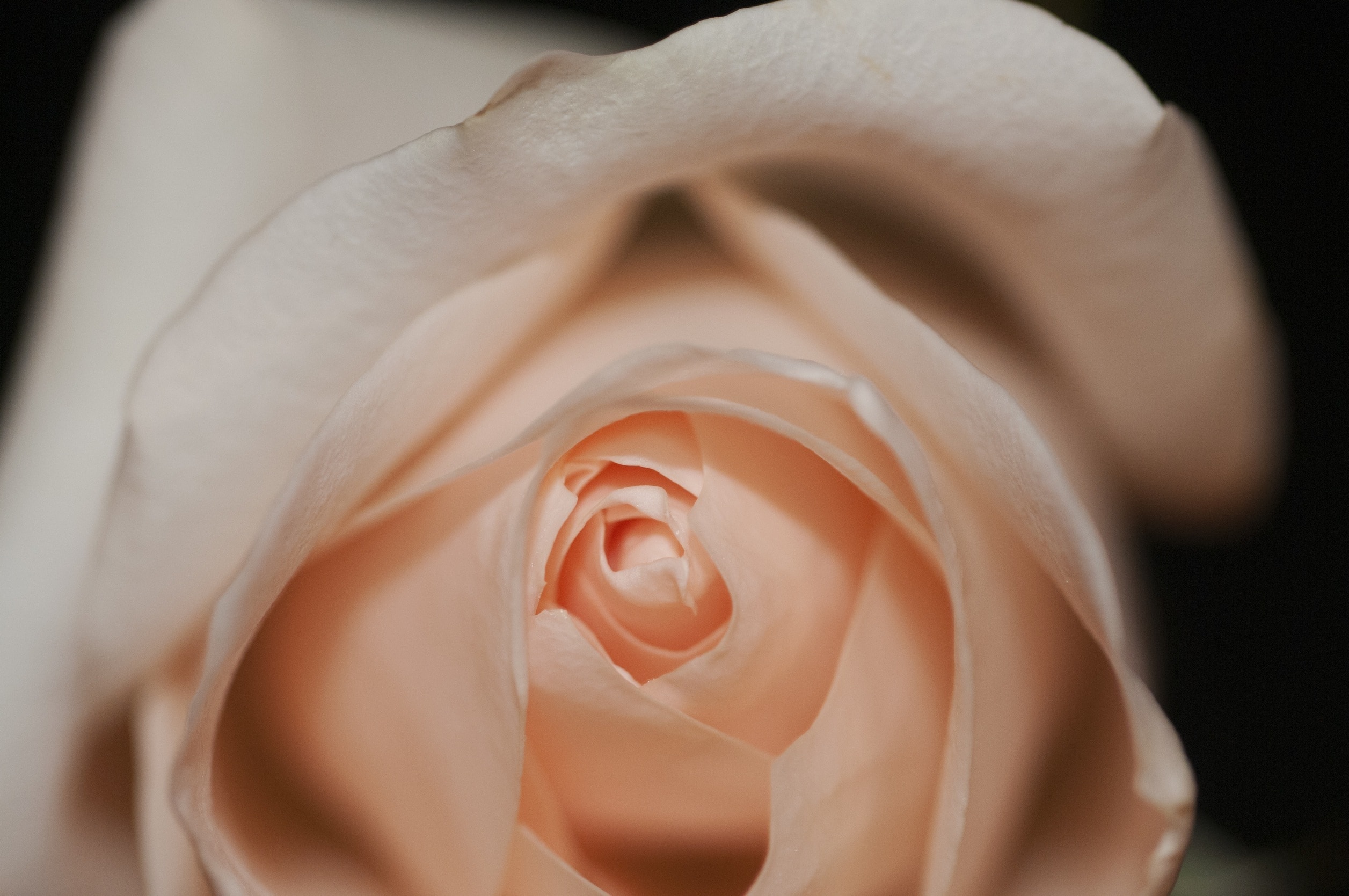 beige rose close up photo