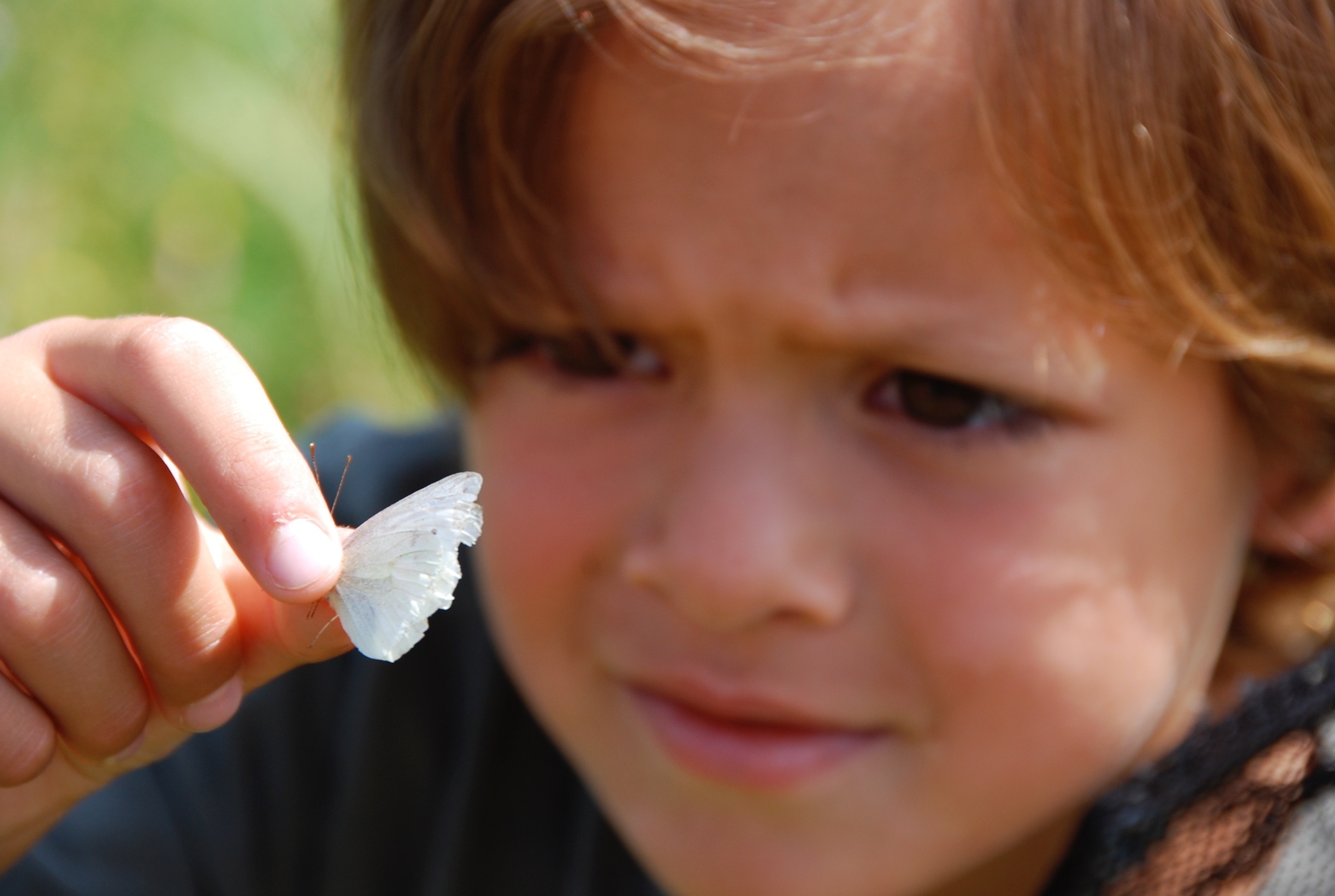 boy and white butterfly