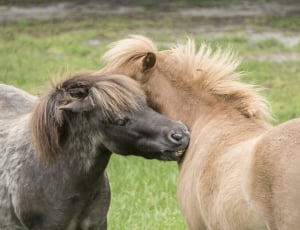 2 ponies thumbnail