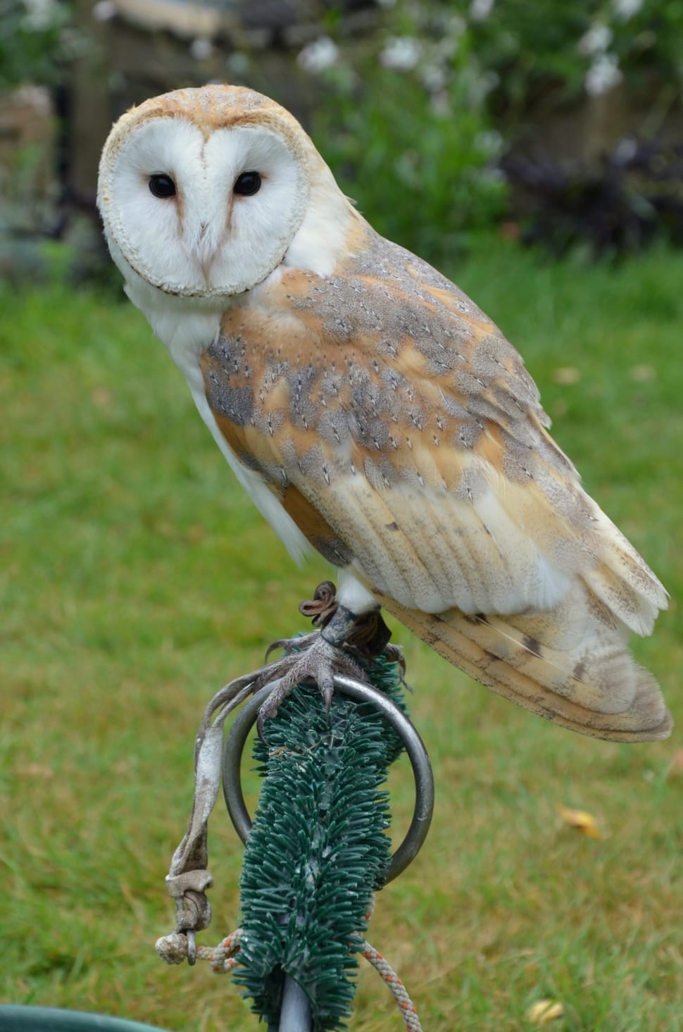 Barn Owl, Owl, Bird, Falconry, bird, animal themes preview