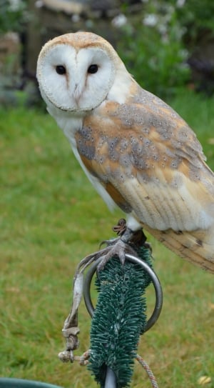 Barn Owl, Owl, Bird, Falconry, bird, animal themes thumbnail