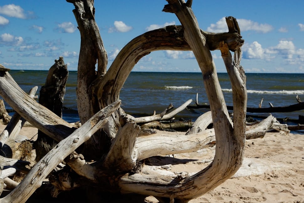 brown driftwood on beach seashore preview