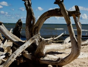 brown driftwood on beach seashore thumbnail