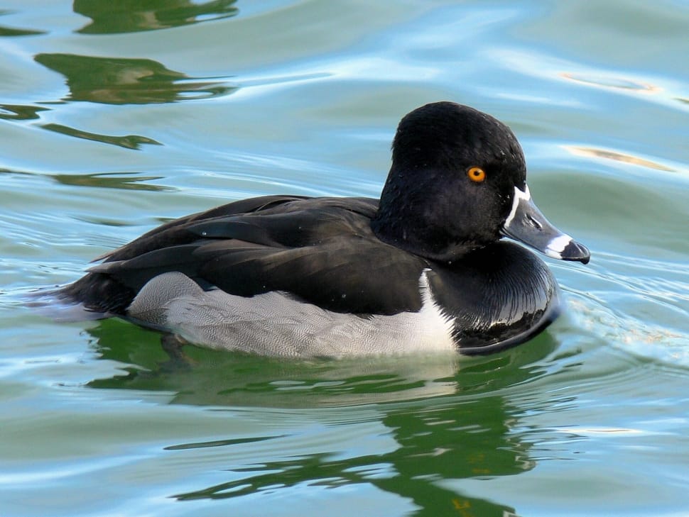 black duck floating on water preview
