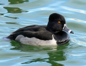 black duck floating on water thumbnail