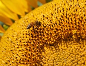 yellow and black hornet thumbnail