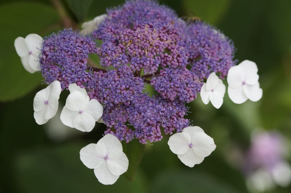 Bush, Snow Ball, Shrub, Ornamental Plant, flower, purple preview