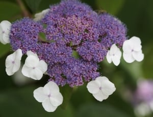 Bush, Snow Ball, Shrub, Ornamental Plant, flower, purple thumbnail