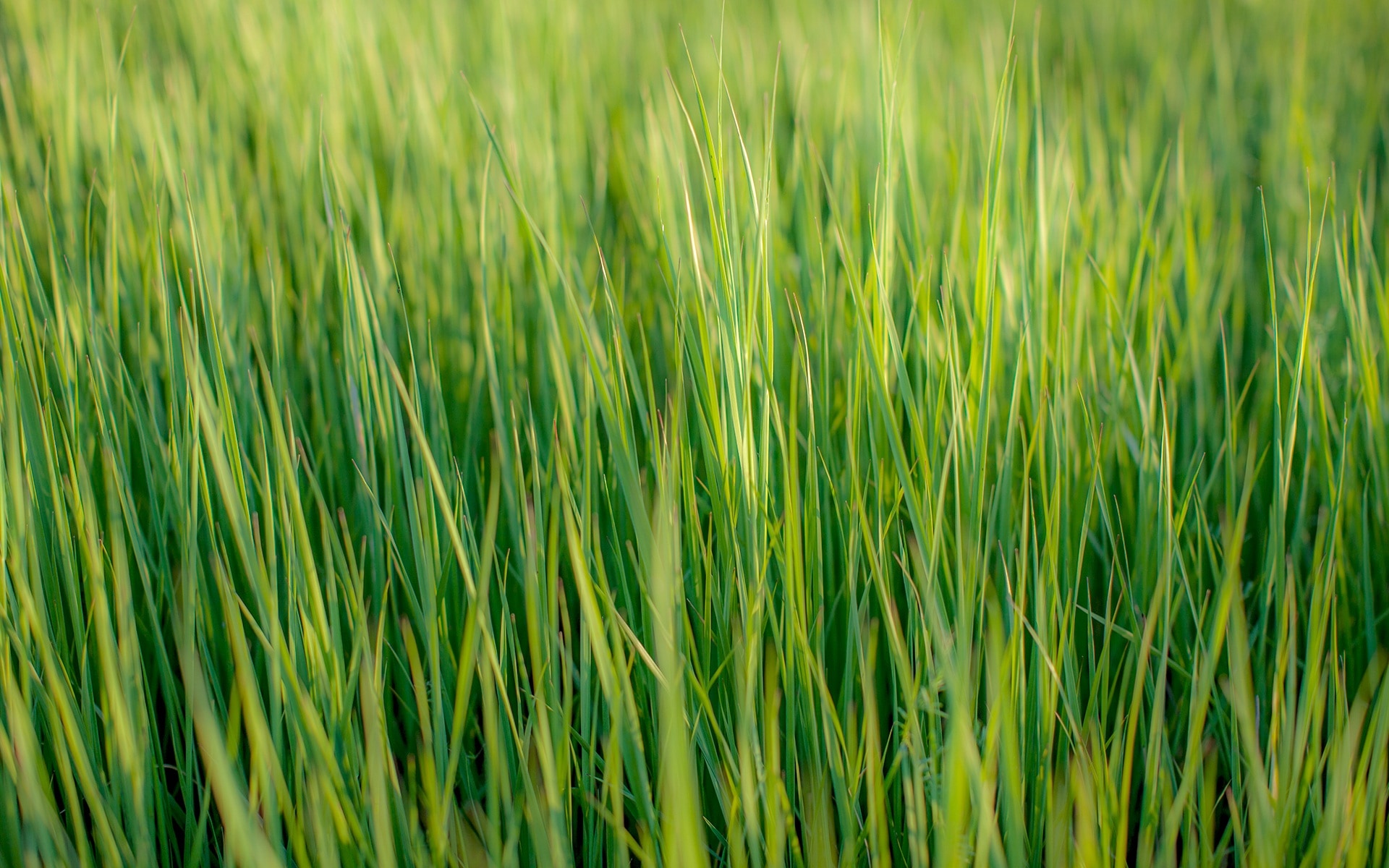 1366x768 wallpaper | green grasses | Peakpx