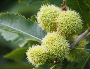 Chestnut, Maroni, Sweet Chestnuts, green color, growth thumbnail