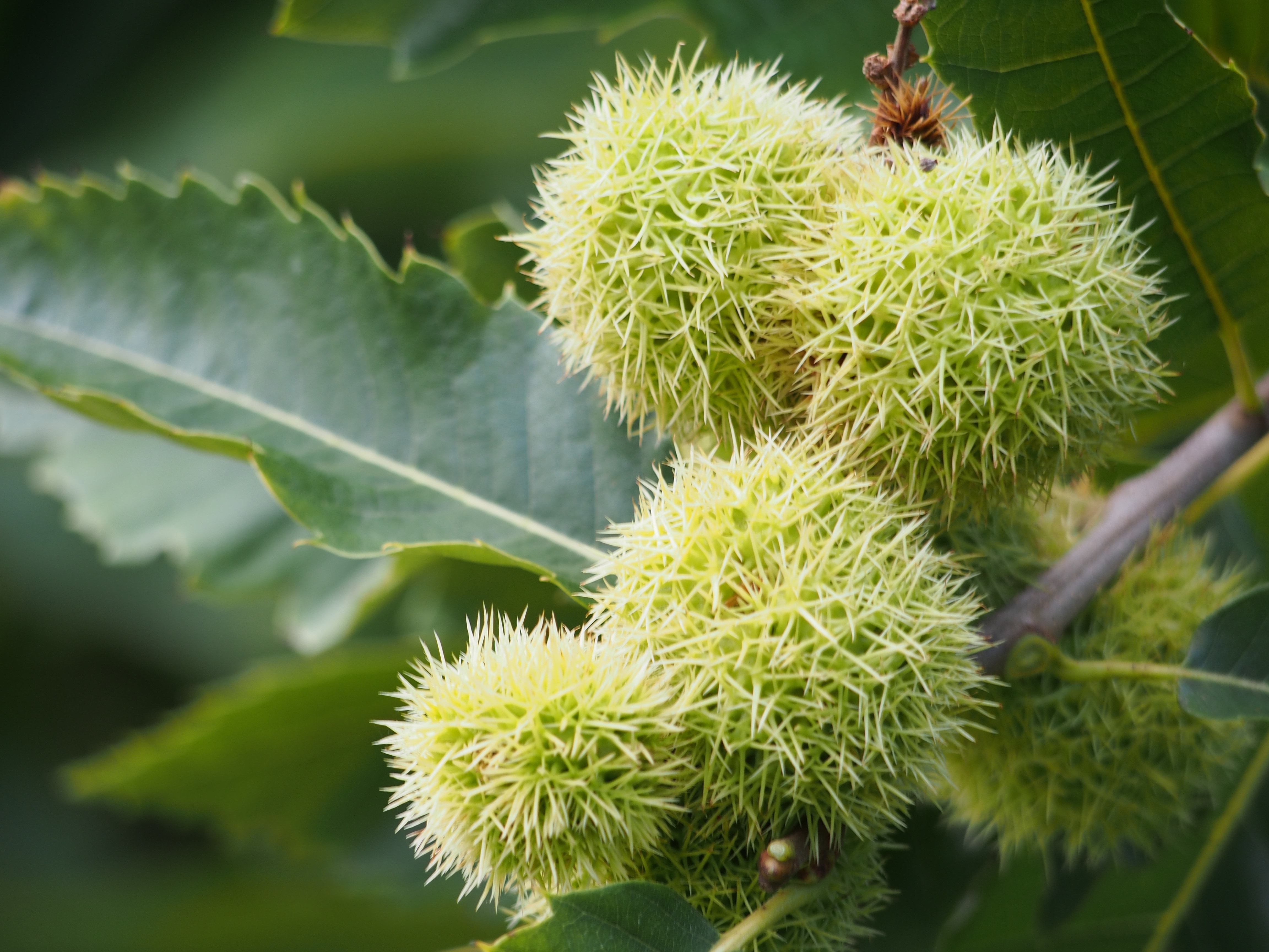 Chestnut, Maroni, Sweet Chestnuts, green color, growth