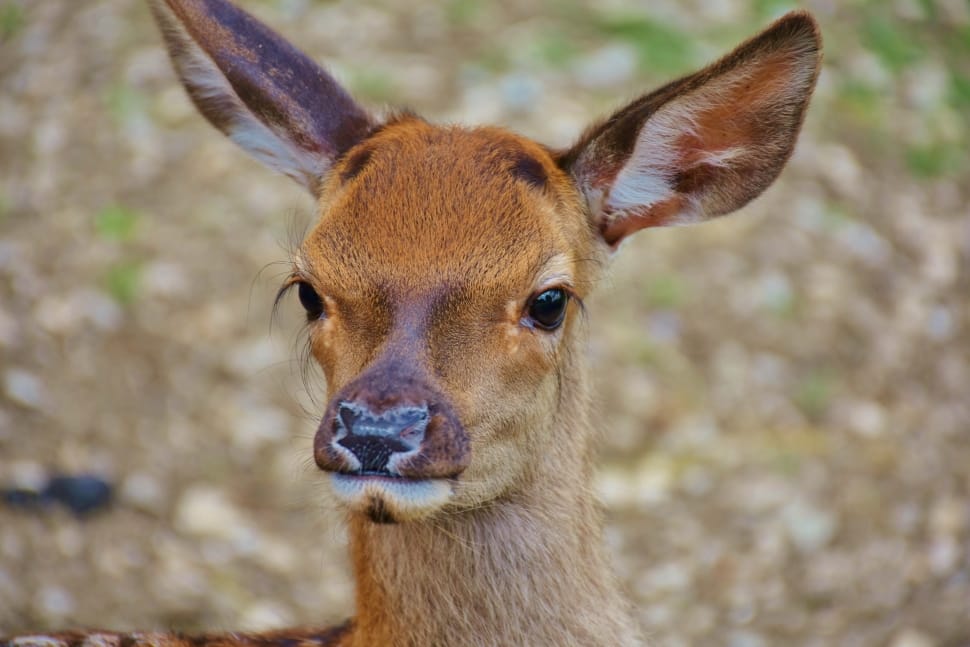 brown deer calf preview