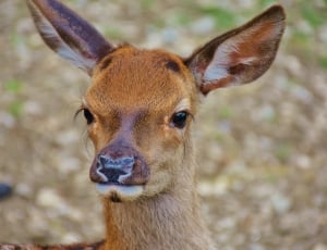 brown deer calf thumbnail