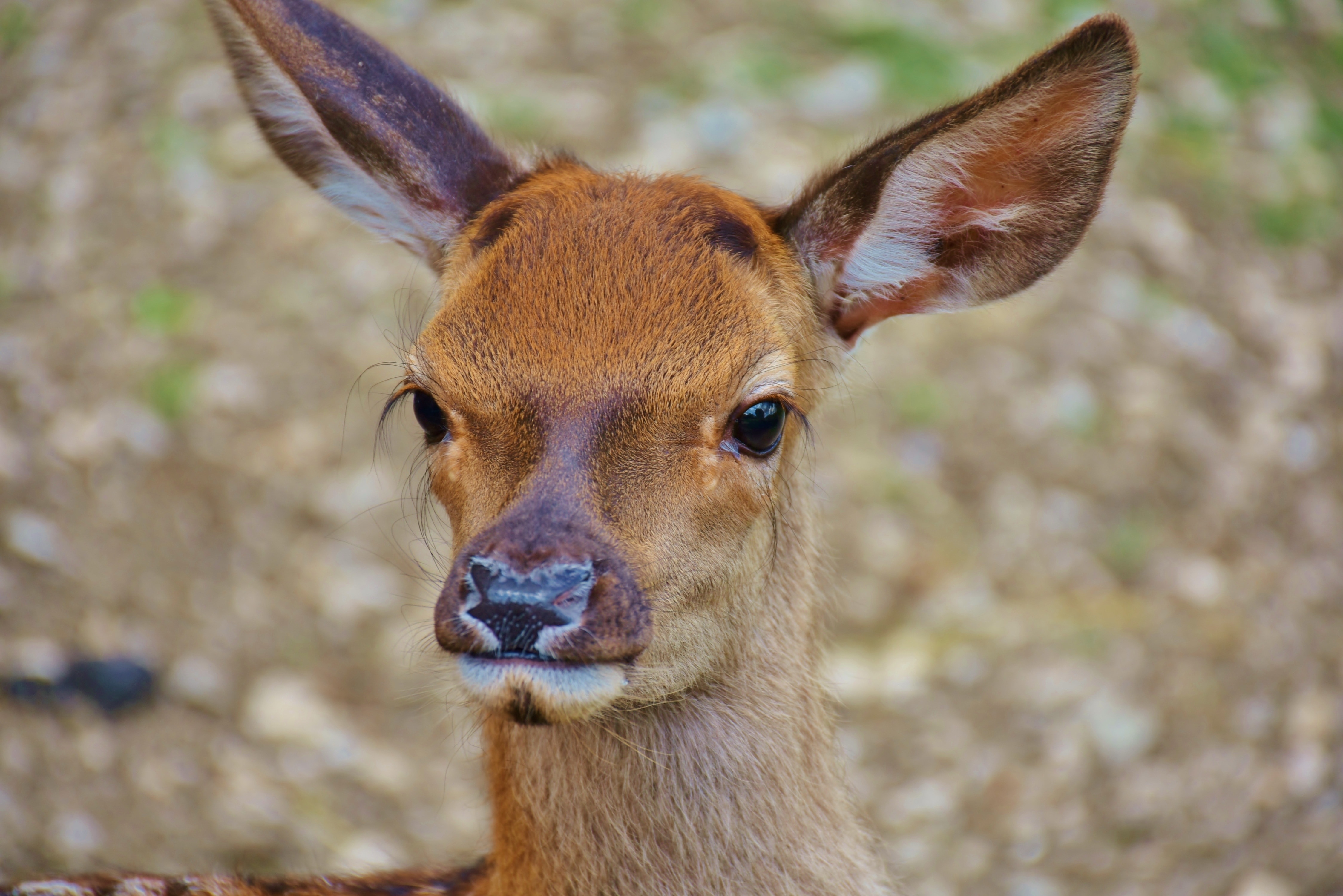 brown deer calf