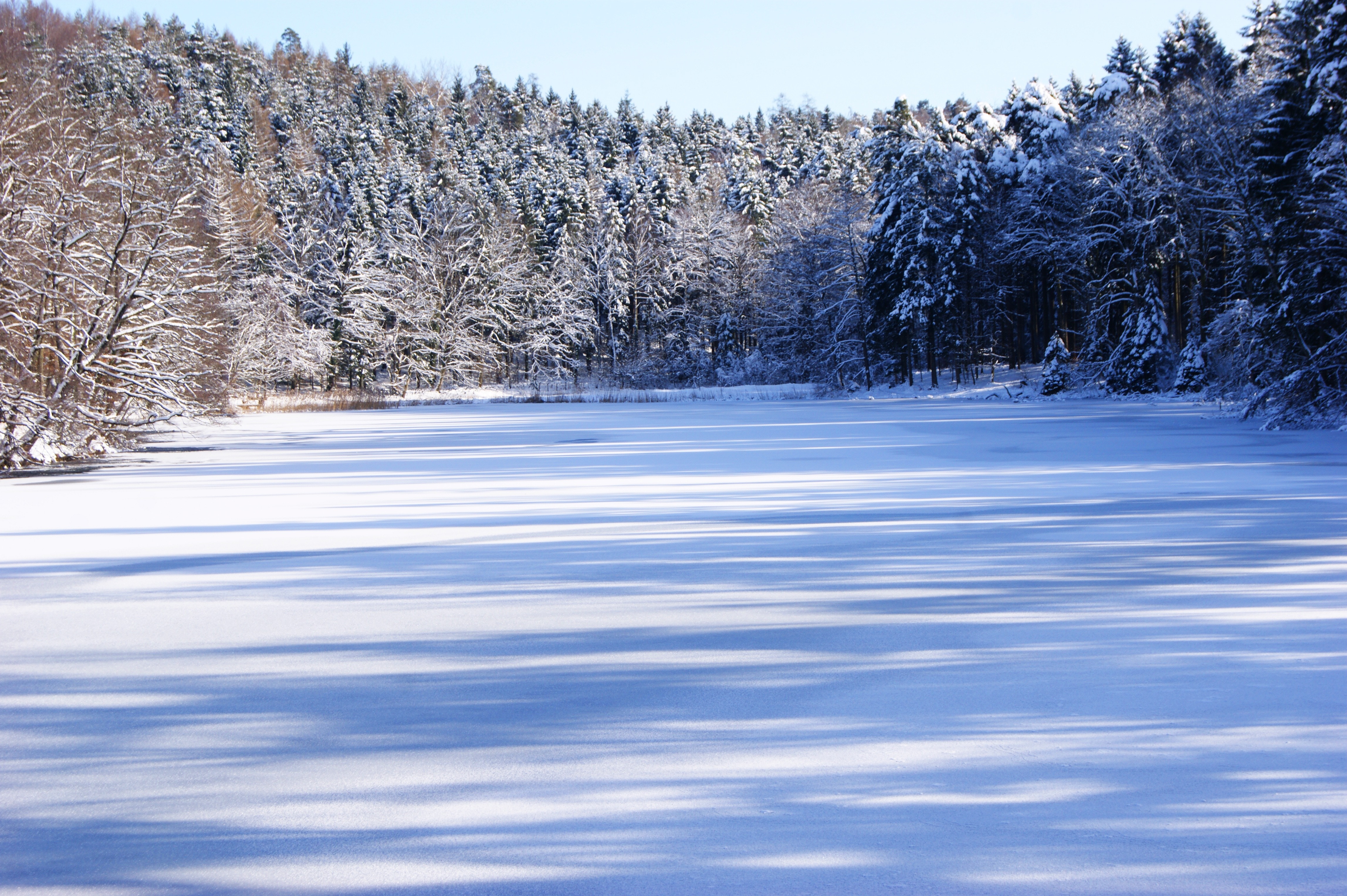 pine trees in winter season photo