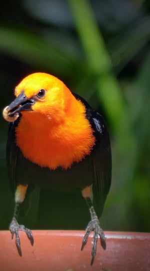 black and orange crow thumbnail