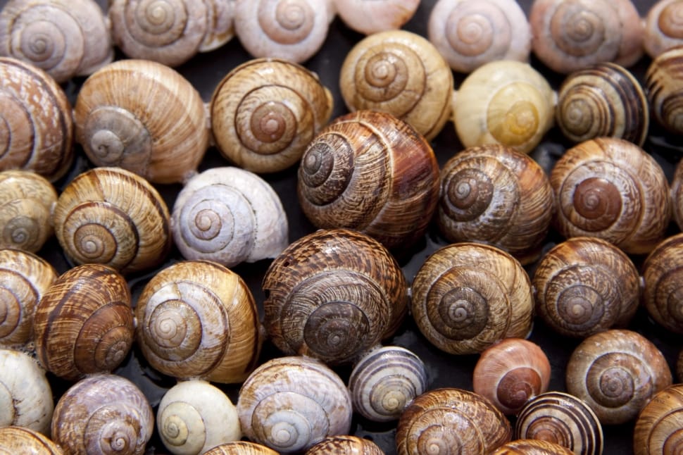 snails preview