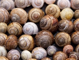 snails thumbnail