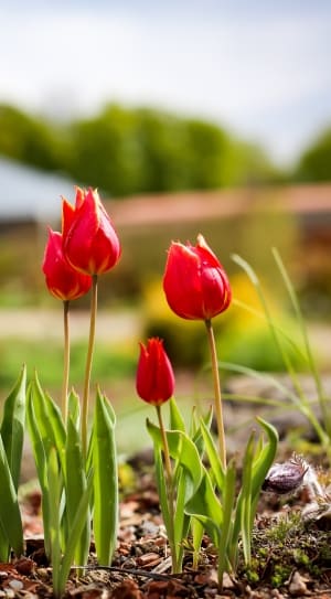 red tulips thumbnail