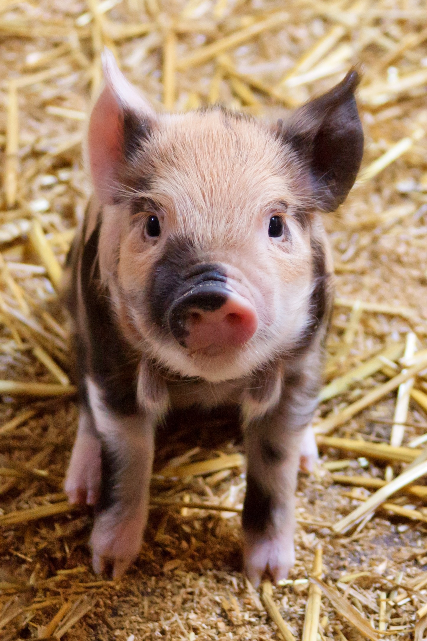 Cute, Agriculture, Animal, Baby, animal themes, one animal