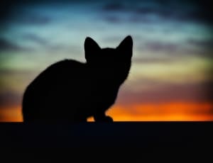 silhouette of kitten thumbnail