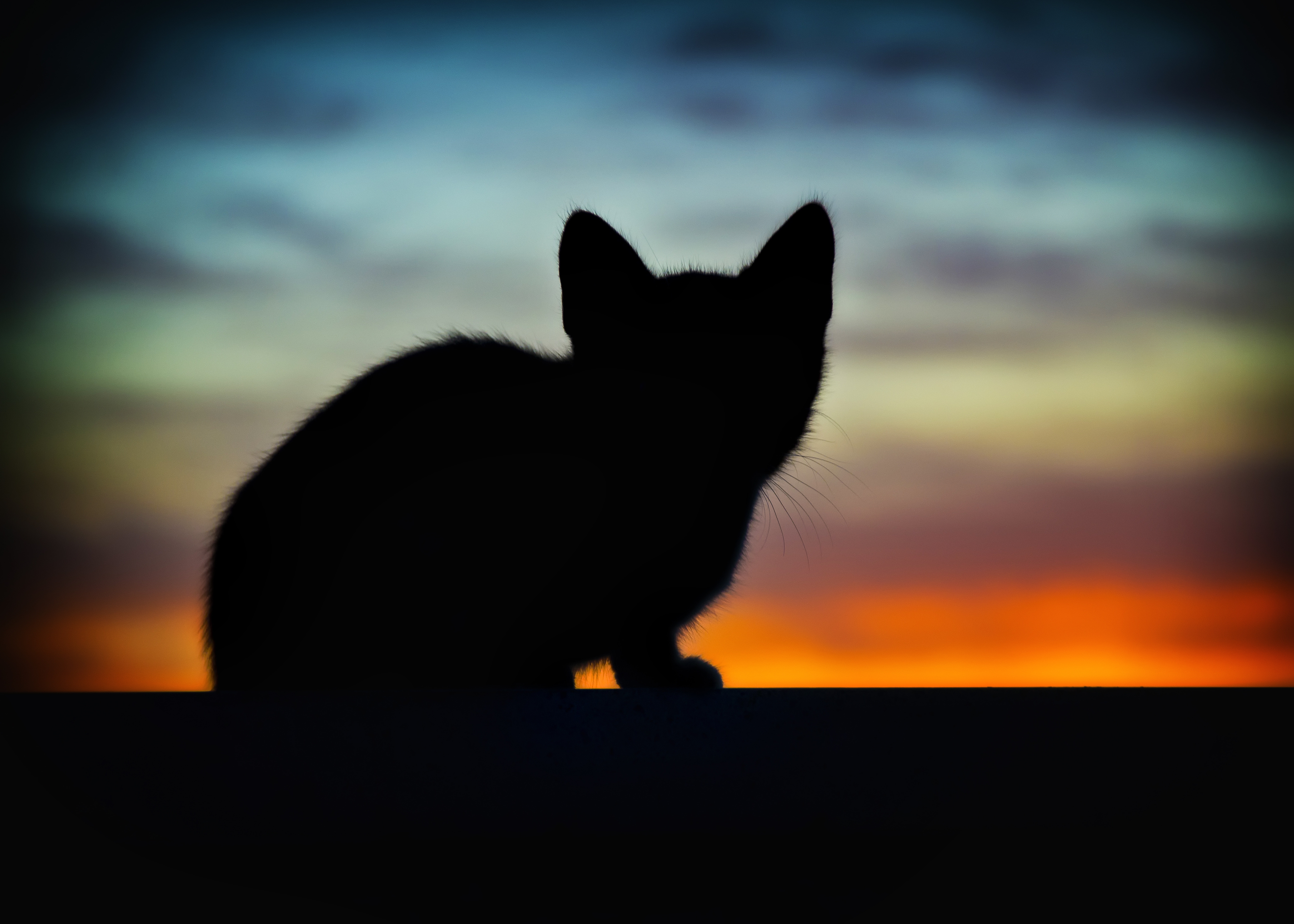 silhouette of kitten
